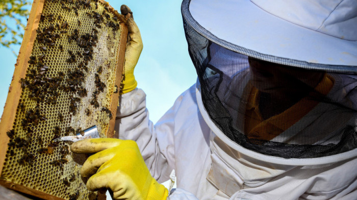 Analiza Evropske komisije: Skoro polovina meda uvezenog u EU je lažna