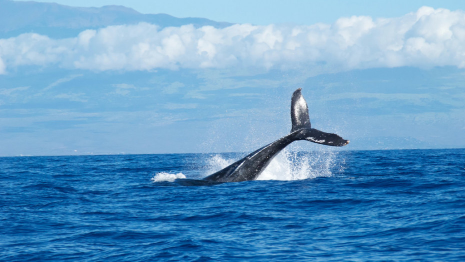 Japan omogućio komercijalni lov na kitove perajare: "Oni su važni resursi ishrane"