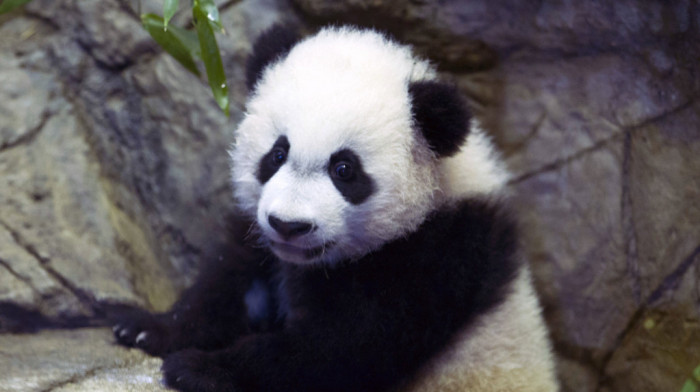 Džinovske pande više nisu ugrožena vrsta u Kini