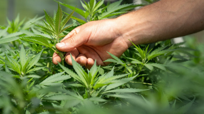 Priprema se legalizacija kanabisa u Nemačkoj: Punoletni će moći da kupe 20 grama i gaje dve biljke