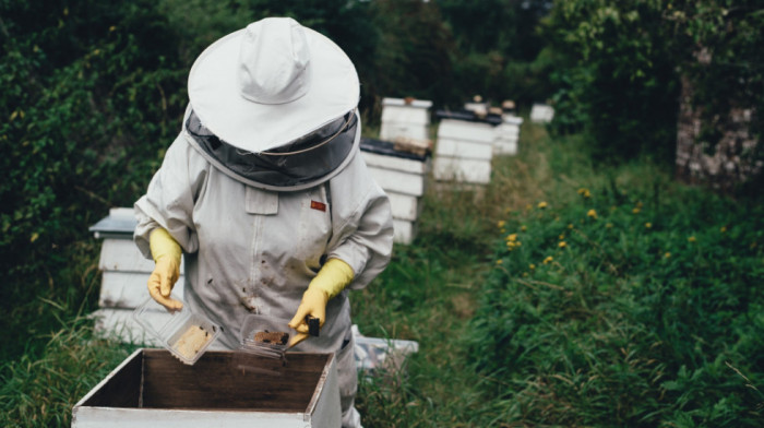 Raspisan konkurs za subvencije pčelarima, može se dobiti 800 dinara po košnici