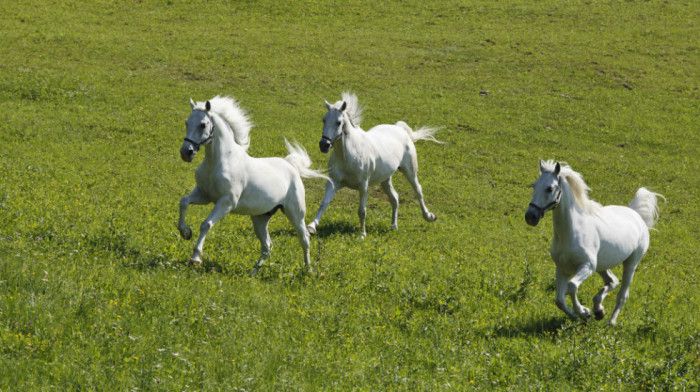 Međunarodna smotra paradnih konja i fijakera sutra u Crepaji