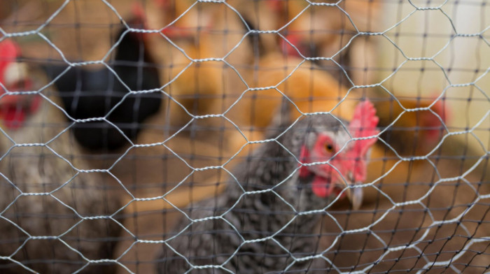 U Holandiji će biti uništeno oko 65.000 pilića zbog pojave ptičjeg gripa