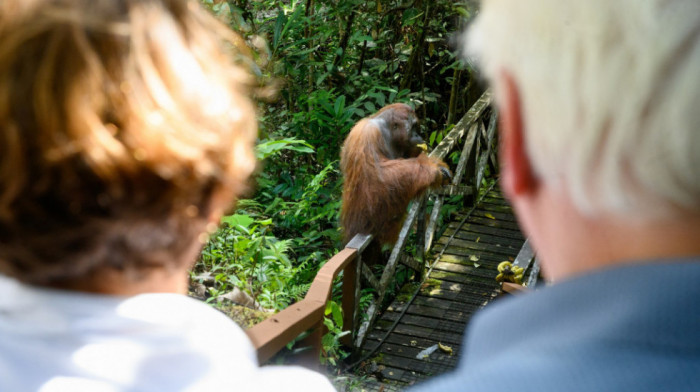 Znaju da je lek u prirodi: Orangutani leče rane nanošenjem lekovitog bilja