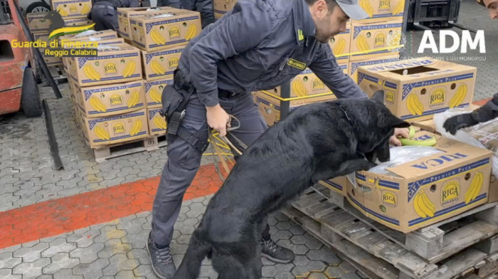 Četvoronožni saradnik italijanske policije u borbi protiv kriminala: U bananama pronađeno 2.700 kilograma kokaina