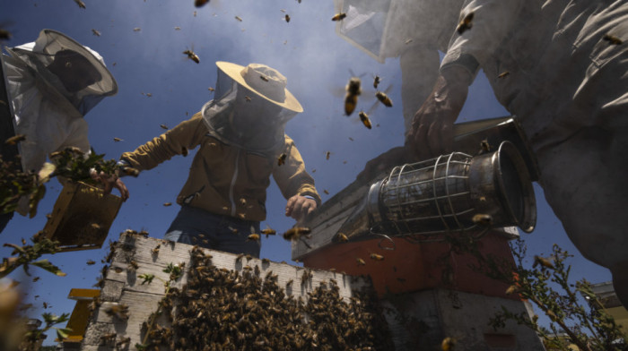 Broj košnica u EU i Srbiji raste, ali koliko ovo znači i uspeh u pčelarstvu: "Prihod ne donose one, nego pčele"