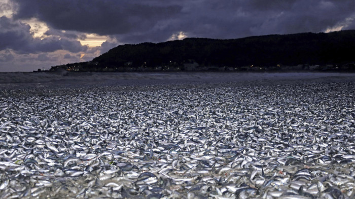Nekoliko hiljada tona uginule ribe se pojavilo na obalama Japana