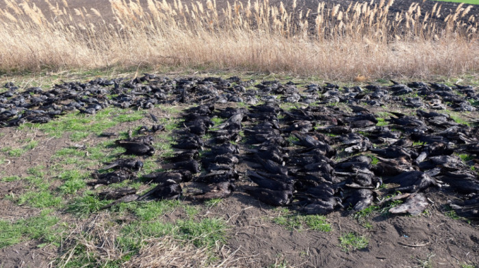 "Masakr nad prirodom neviđen na ovim prostorima": Nakon masovnog pomora ptica, u Vojvodini nađeno i 19 uginulih srna