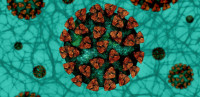 Švajcarski naučnik upozorio na "super soj" koronavirusa: Neizbežno je mutiranje delta soja