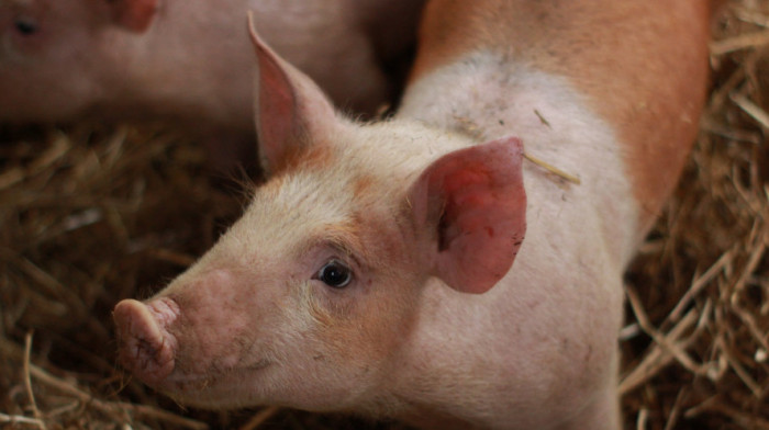 Vojska SAD zabranjuje upotrebu životinja za obuku lekara, prelazi na simulatore
