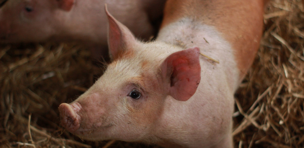 Vojska SAD zabranjuje upotrebu životinja za obuku lekara, prelazi na simulatore