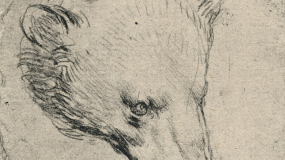 Da Vinčijev aukcijski rekord: Procena crteža medveđe glave ide do 16,7 miliona dolara