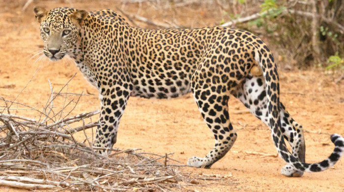 U napadu leoparda u Indiji povređeno 13 osoba