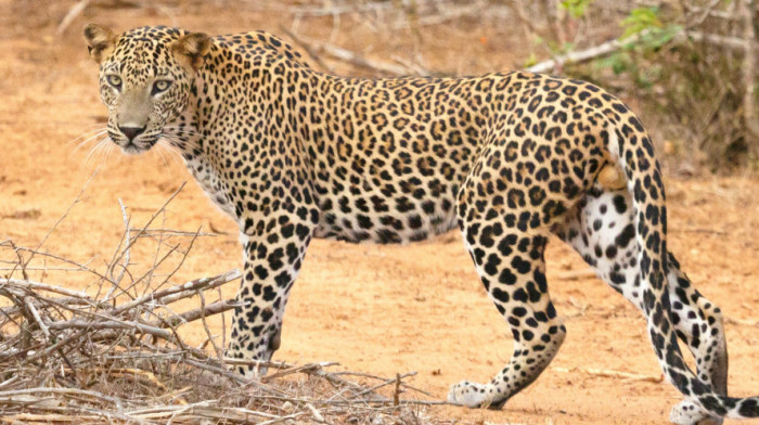 Tri leoparda pobegla iz safari parka u Kini, jedan i dalje na slobodi