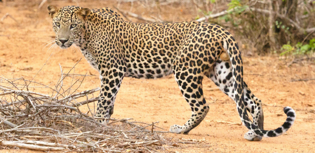 Tri leoparda pobegla iz safari parka u Kini, jedan i dalje na slobodi