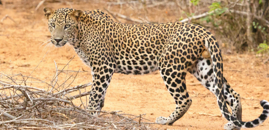 Tri leoparda pobegla iz safari parka u Kini, jedan i dalje na slobodi