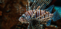 U Jadranu se pojavila otrovna riba paun, njen ubod izaziva ozbiljne posledice