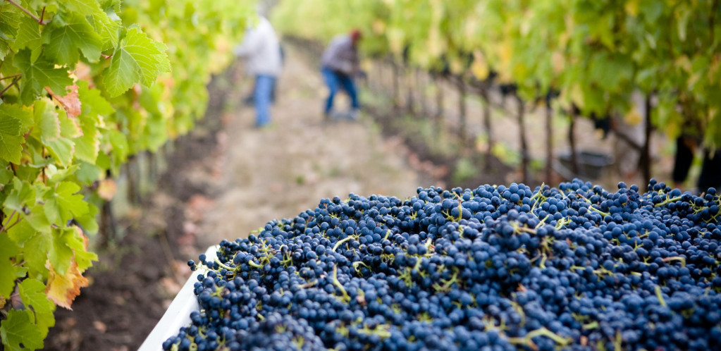 Evropa legalizuje razvodnjeno vino od 2023.