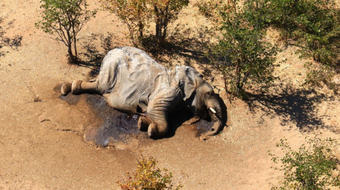 Bocvana istražuje novi talas smrti slonova u blizini Nacionalnog parka "Čobe": Broj uginulih životinja i dalje nepoznat