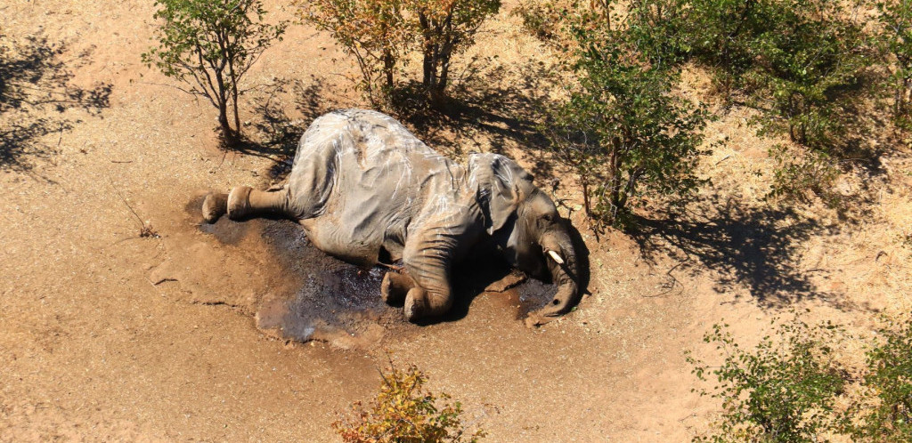 Bocvana istražuje novi talas smrti slonova u blizini Nacionalnog parka "Čobe": Broj uginulih životinja i dalje nepoznat