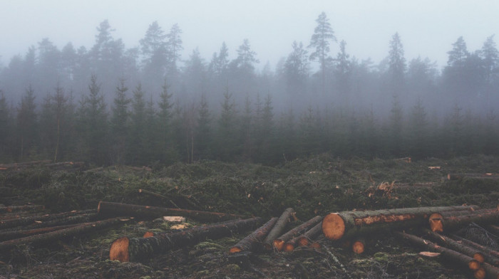 Evropska komisija predložila zakon koji bi trebalo da zaustavi krčenje šuma