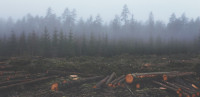 Evropska komisija predložila zakon koji bi trebalo da zaustavi krčenje šuma