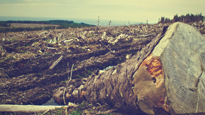 Srbijašume: Šumokradice u Srbiji godišnje bespravno poseku 7.000 kubnih metara drva