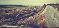 Srbijašume: Šumokradice u Srbiji godišnje bespravno poseku 7.000 kubnih metara drva