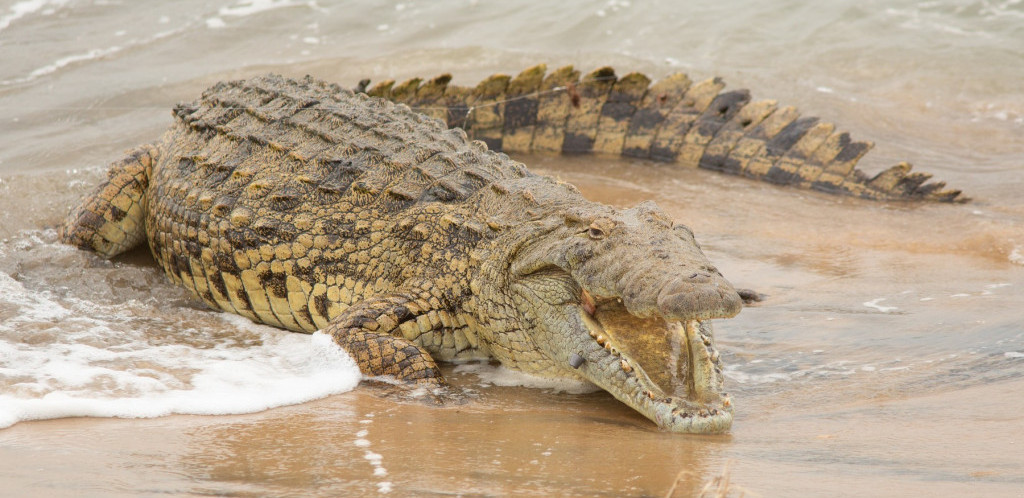 Otkrivena do danas nepoznata vrsta krokodila, imali su duže zube i lovili krupniji plen