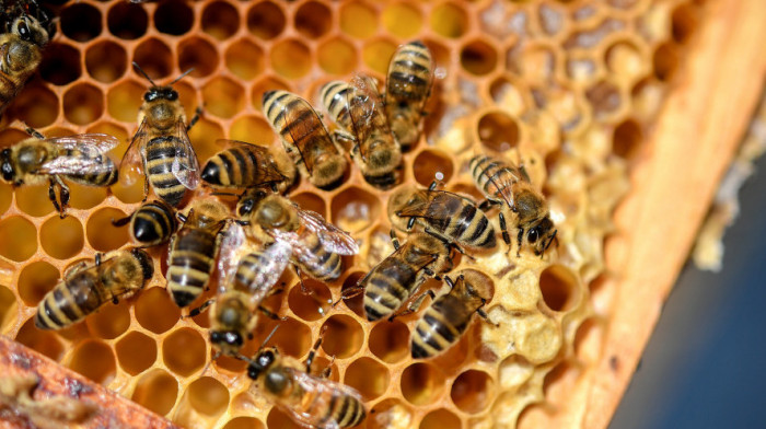 Muškarac u Arizoni preminuo od napada pčela, ubole ga stotinu puta
