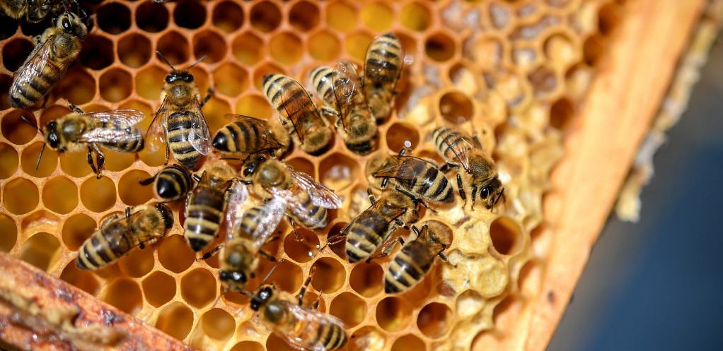 Muškarac u Arizoni preminuo od napada pčela, ubole ga stotinu puta
