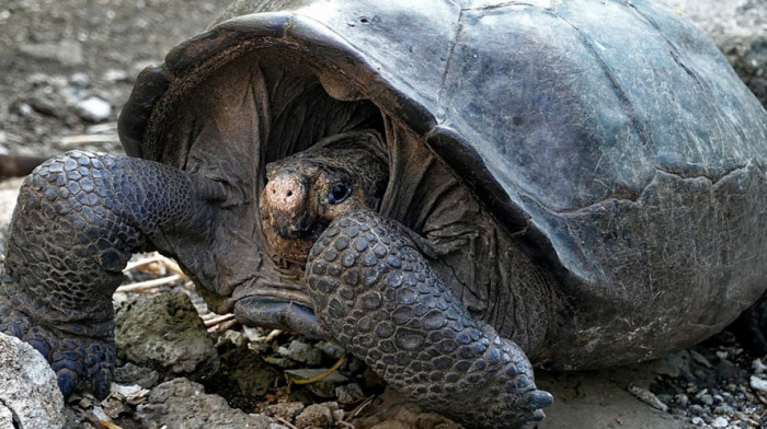 Kornjača sa Galapagosa pronađena živa, smatralo se da je izumrla pre 115 godina