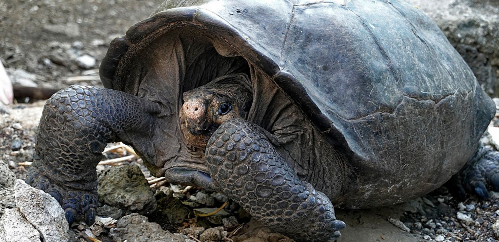 Kornjača sa Galapagosa pronađena živa, smatralo se da je izumrla pre 115 godina