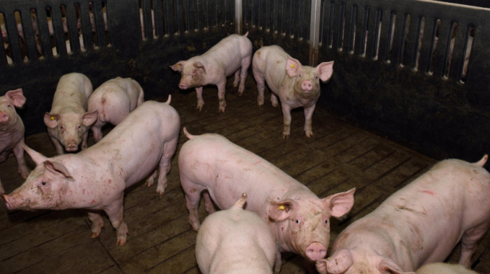 Zahtevi za izmeštanje farme svinja u Temerinu – peticije i razgovori nisu urodili plodom, meštanin počeo štrajk glađu