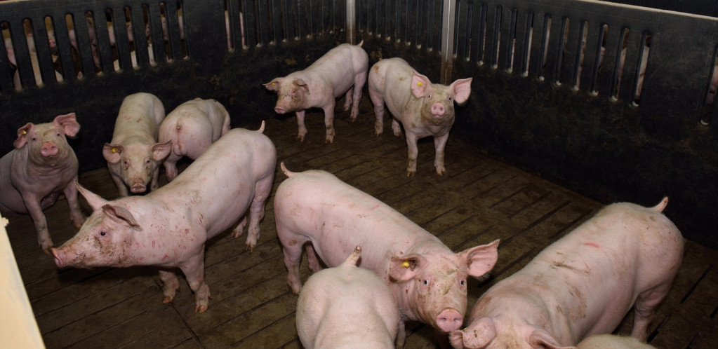 Opština Temerin saopštila da će se izmestiti farma svinja zbog koje su protestovali građani
