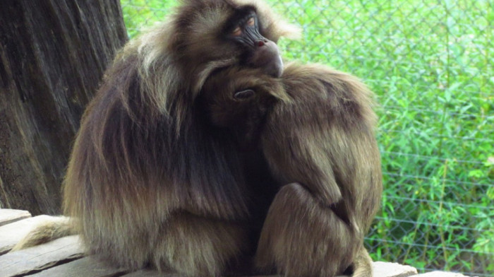 Naučnici utvrdili: Osim ljudi i majmuni vole nežni zagrljaj