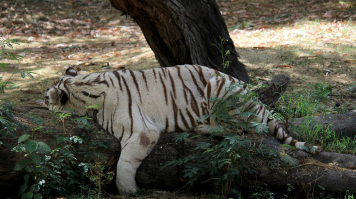 Tigrovi u Zoo vrtu u Džakarti se oporavljaju od korone