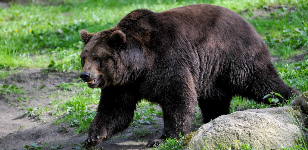 Čovek na Aljasci se sedam dana borio sa medvedom, spasila ga obalska straža