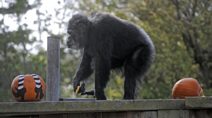 Uginuo najstariji šimpanza u zoo-vrtovima Severne Amerike, Kobi je imao 63 godine