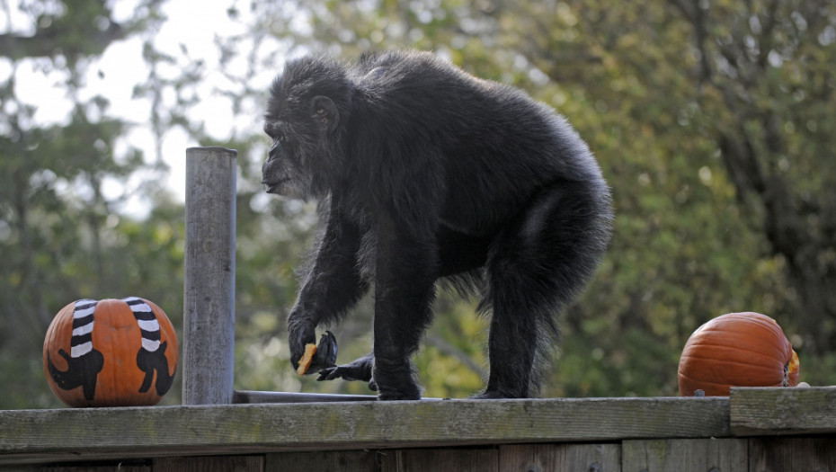 Uginuo najstariji šimpanza u zoo-vrtovima Severne Amerike, Kobi je imao 63 godine