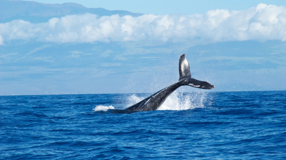 Kod hrvatskog arhipelaga Kornati snimljen kit dug 15 metara