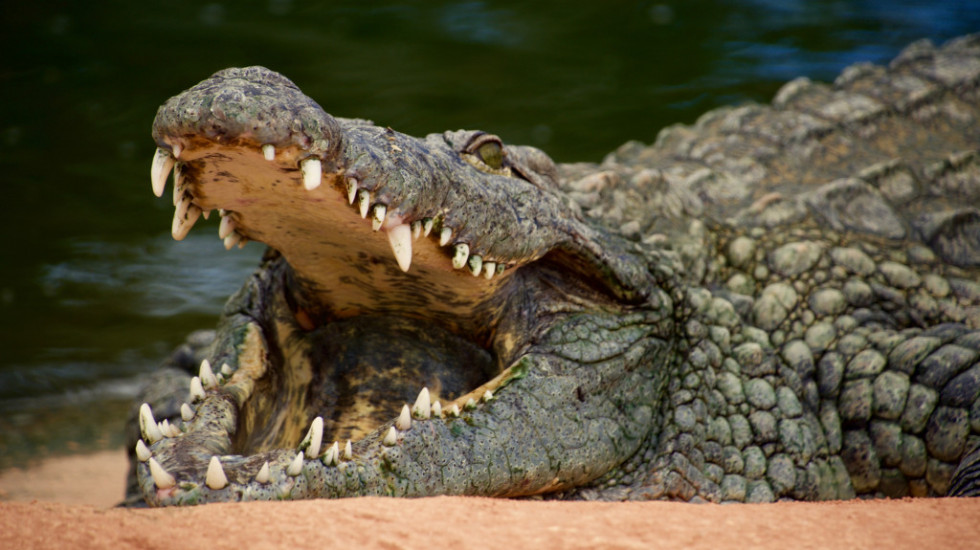 Krokodili povredili dve Britanke u Meksiku dok su plivale u laguni