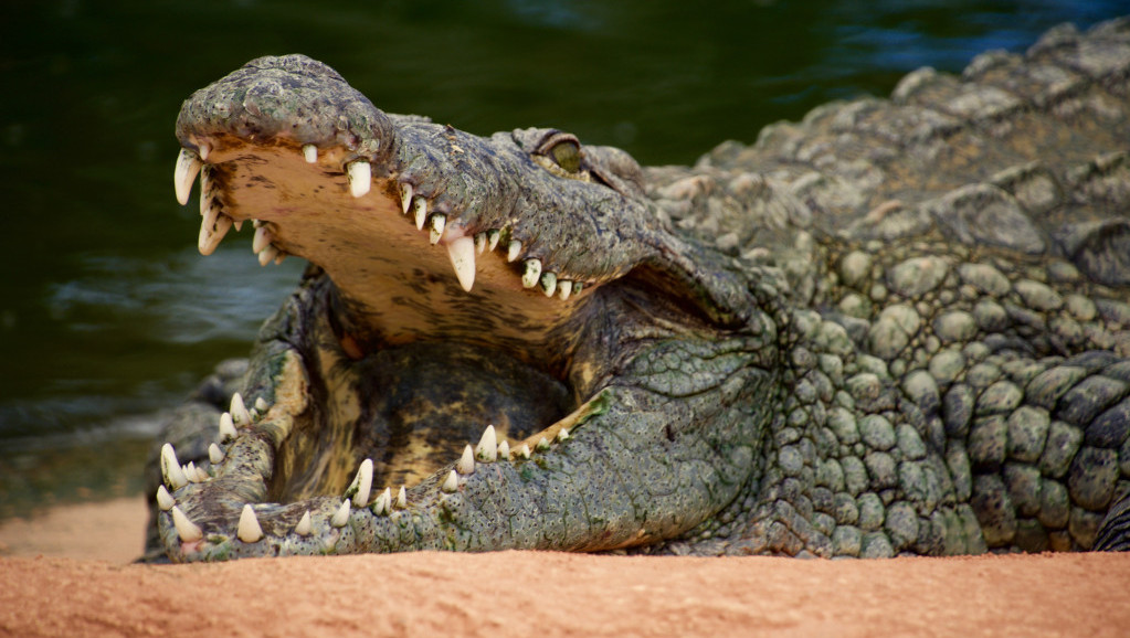 Krokodili povredili dve Britanke u Meksiku dok su plivale u laguni