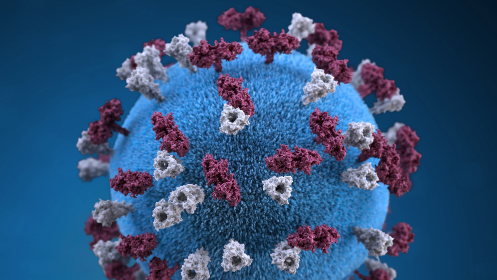 Izolovano antitelo koje reaguje na novi delta soj virusa