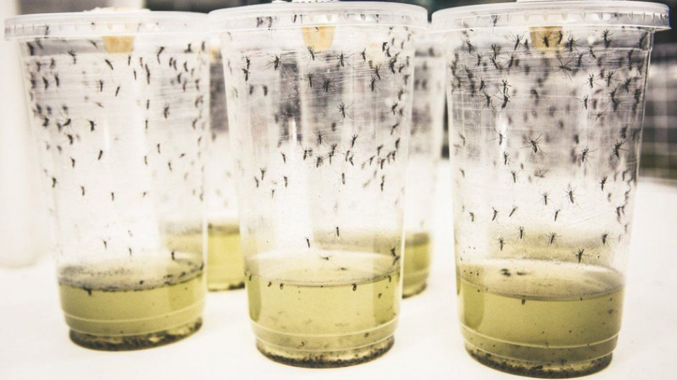 Otkrivena nova metoda kojom bi mogla da se iskoreni denga groznica