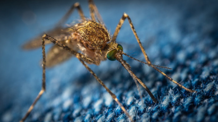 U Srbiji dosad potvrđeno 205 slučajeva groznice Zapadnog Nila koju prenose komarci, umrlo devet osoba