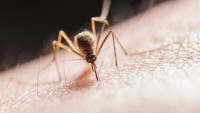 Otkriven virus Zapadnog Nila kod komaraca u Beogradu
