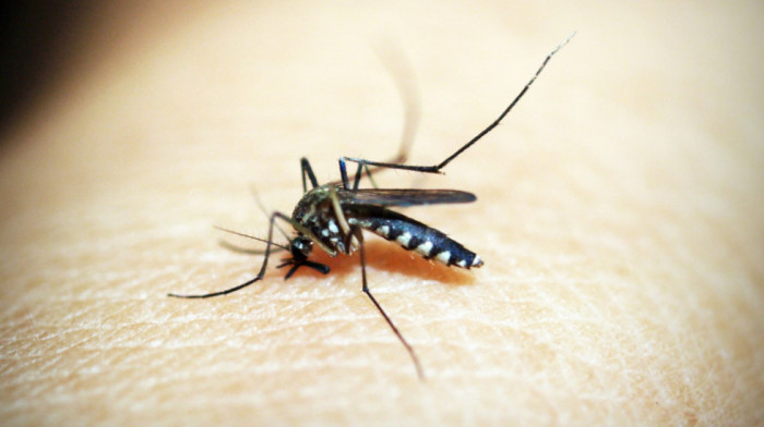 U delovima Beograda sutra tretman suzbijanja odraslih jedinki komaraca