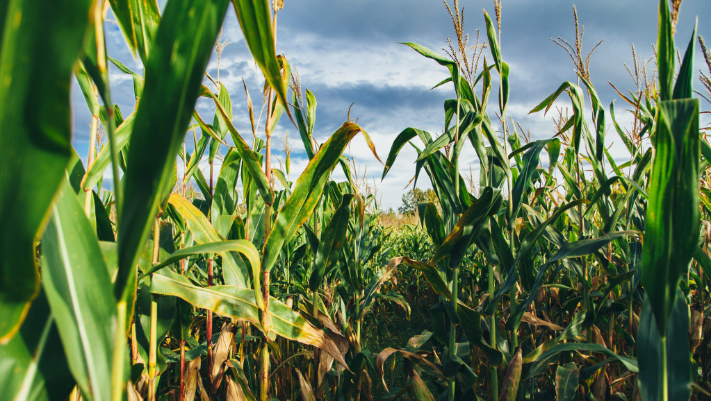 Cena kukuruza u SAD blizu desetogodišnjeg rekorda zbog rata u Ukrajini