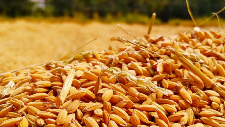 PKS predlaže kvote umesto zabrane izvoza pšenice